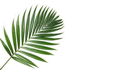 Single fresh green tropical palm tree leaf isolated on transparent background © Rory Robinson