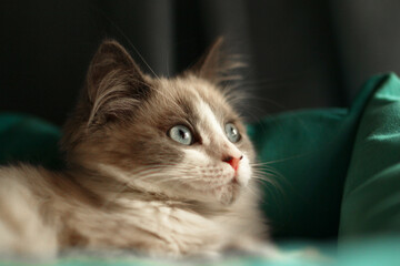 A fluffy, light brown and white cat with striking blue eyes rests on a green cushion. The cat appears curious and alert, with a soft fur texture. © Nadezhda Zaitceva