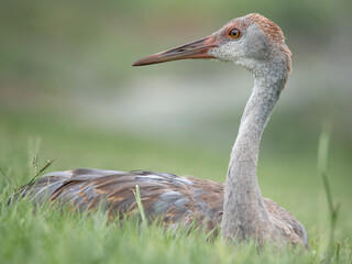 Fototapeta premium Young Sandhill Crane 2 