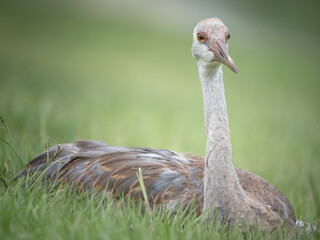 Fototapeta premium Young Sandhill Crane 1