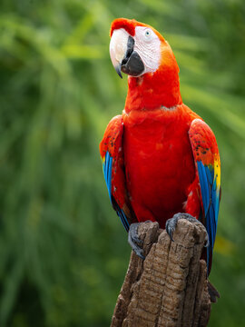 Red Macaw