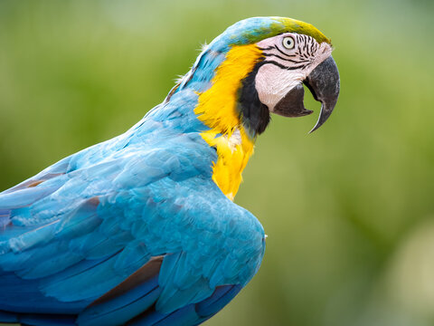 Blue & Gold Macaw 3