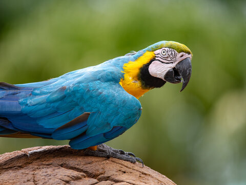 Blue & Gold Macaw 2 