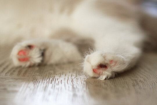 Close-up of a fluffy white cat's paws resting on a wooden floor. The paws have pink pads and are slightly out of focus, emphasizing their softness.
