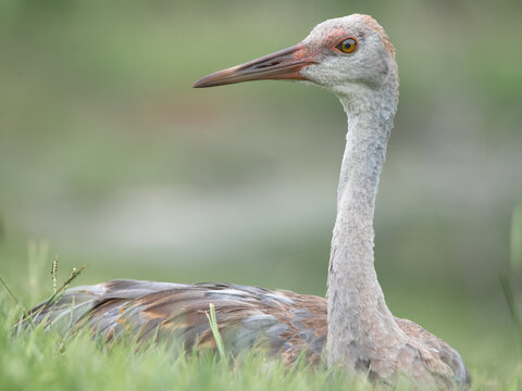 Young Sandhill Crane 3