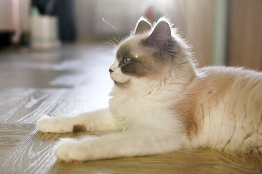 A fluffy Ragdoll cat with blue eyes lies on a wooden floor. The cat has a cream and brown coat, showcasing its relaxed demeanor in a cozy indoor setting.
