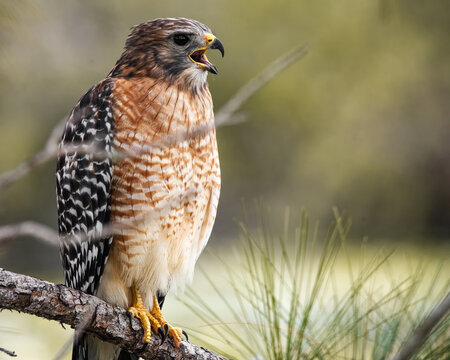 Red Shouldered Hawk 3