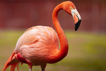 Flamingo © Miguel