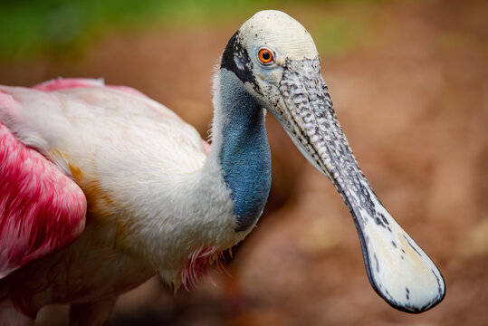 Spoonbill 1