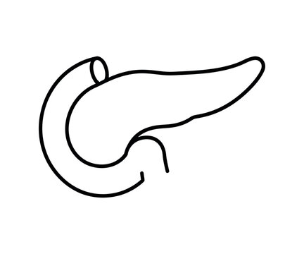 Human pancreas organ digestive system anatomy line icon