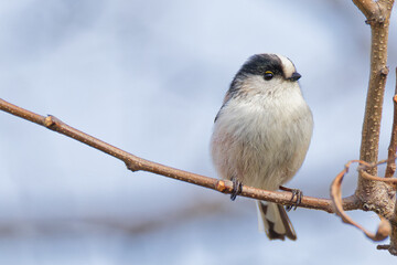 枝に留まる冬のエナガ(Long-tailed Tit) © 水玉模様