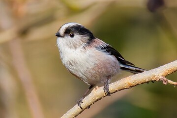可愛いエナガ(Long-tailed Tit) © 水玉模様
