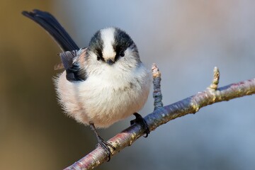 膨羽するエナガ(Long-tailed Tit) © 水玉模様