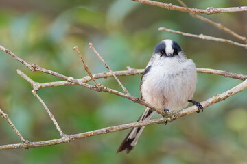 Obraz premium 冬のエナガ(Long-tailed Tit)