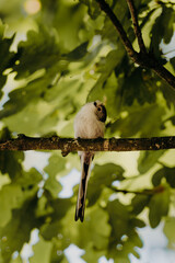 Long-tailed tit perched on a branch © Kingsley Pittman