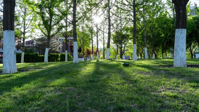 Sunlight filtering through trees in a peaceful urban park with white-painted trunks and lush green grass