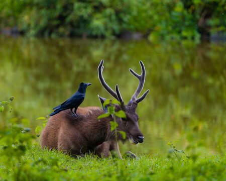 Sambar deer and large billed crow-symbiotic relationship-is a close,long term biological interaction between two different species.