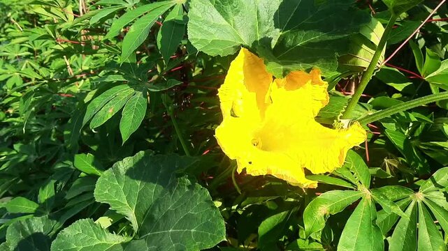 Bright yellow pumpkin blossoms bloom in the lush garden, growing amidst cassava leaves&mdash;a scene of natural pollination.