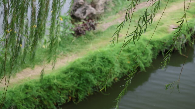 The image features a serene outdoor scene with a body of water on the right side, bordered by lush, green grass and bushes