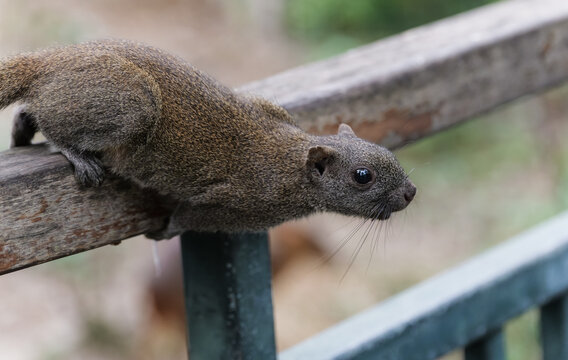 A close-up shot capturing the lively moment of a squirrel widening its eyes, eager to try.
