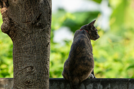 Domestic tortoiseshell cat sitting on a concrete wall looking back.A beautiful outdoor full-body shot of a domestic tortoiseshell cat (tortie) sitting gracefully on top of a concrete wall in a garden.