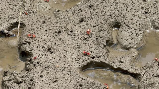 Red Crabs on a Mudflat in the Sundarbans Mangrove Forest, Bangladesh