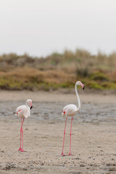 Greater flamingos (Phoenicopterus roseus) on the beach in the Camargue, France.