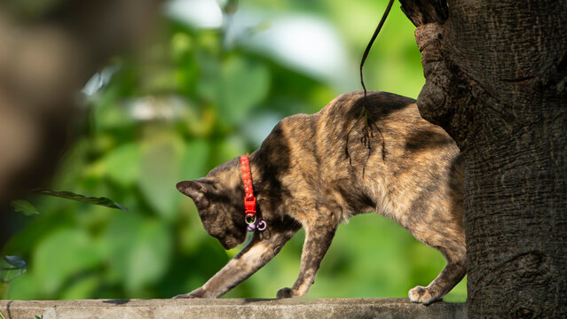Domestic tortoiseshell cat balancing and walking on a concrete wall.A high-quality side profile shot of a beautiful domestic tortoiseshell cat (tortie) walking 