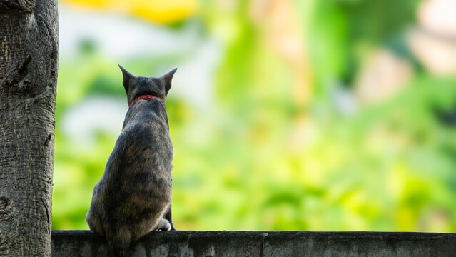 Domestic tortoiseshell cat sitting on a concrete wall looking back.A beautiful outdoor full-body shot of a domestic tortoiseshell cat (tortie) sitting gracefully on top of a concrete wall in a garden.