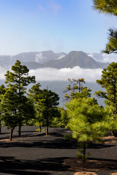 Landscape with green Canary Island Pines and black volcanic ashes near the volcano Tajogaite on La Palma, Canary Islands, Spain, with view towards the Caldera de Taburiente.