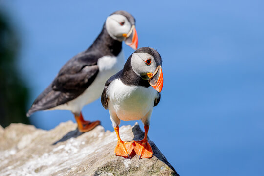 Atlantic puffins (Fratercula arctica) on the cliffs of Lunga in the Treshnish Isles in Scotland.