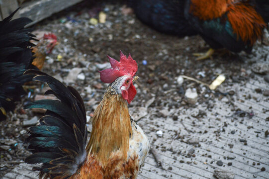Close-up shot of a male serama or kate rooster with a striking red, erect comb, standing proudly in a traditional farmyard.