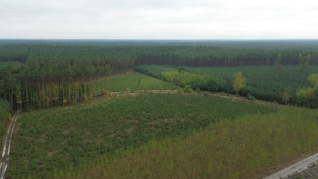 Aerial view of vast green forest plantation