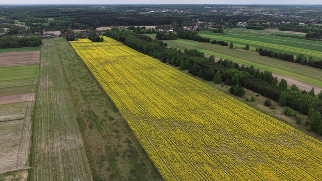 Large blooming canola plantation viewed from above
