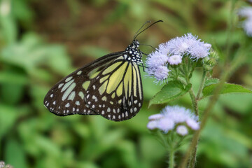 Macro photo of an Ideopsis vulgaris or Parantica aglea butterfly perched and sucking nectar on a purple wildflower against a background of blurred green foliage. © Abu Tami