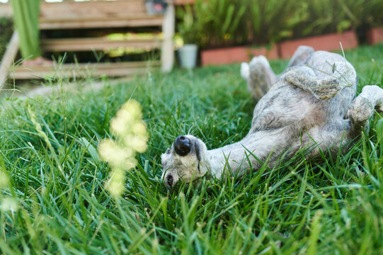 Playful galgo dog lying on back enjoying green grass