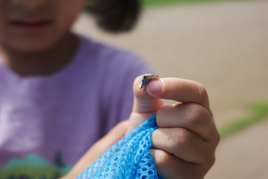 Close up of child's hand holding a small insect or wing with a blue bug net