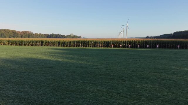 Morning sun lights frosty field. Tall corn rows stretch toward wind turbines. Aerial view.