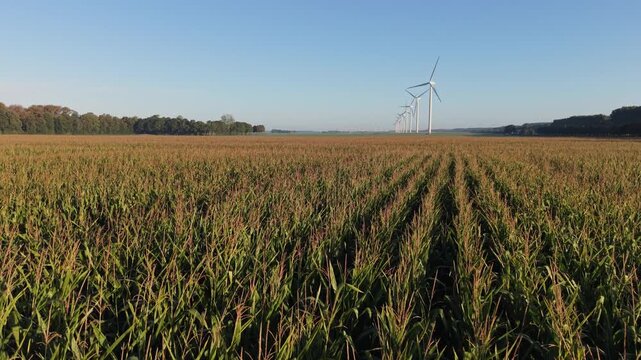Cornfield under clear sky with wind turbines in distance. Rows of mature corn plants stretch toward horizon.
