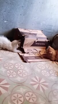 Fluffy white and ginger kittens playfully wrestling near cardboard pizza box in home interior motion footage for social media clips