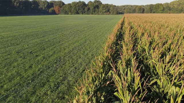 Aerial tracking shot over a green meadow moving into a ripe cornfield in autumn light