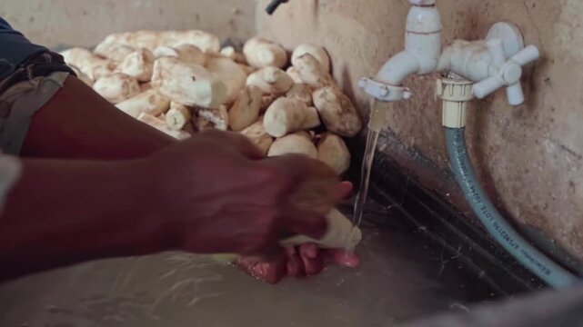 Close-up view of hands washing and cleaning peeled cassava roots under running tap water in a metal sink. Slow-motion food preparation