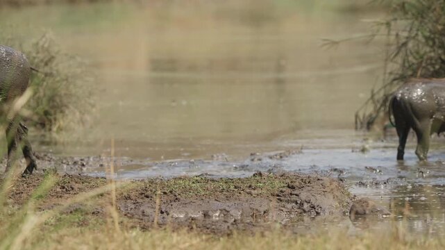 Warthog sprints from watering hole in slow motion as a second pig startles nearby, mud and water splashing in Kruger National Park, South Africa wildlife behavior in daylight.