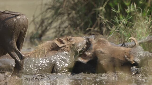 Warthogs wallowing at muddy waterhole in slow motion, one wriggles while resting as the other walks away. Natural wildlife behavior in Kruger National Park South Africa.