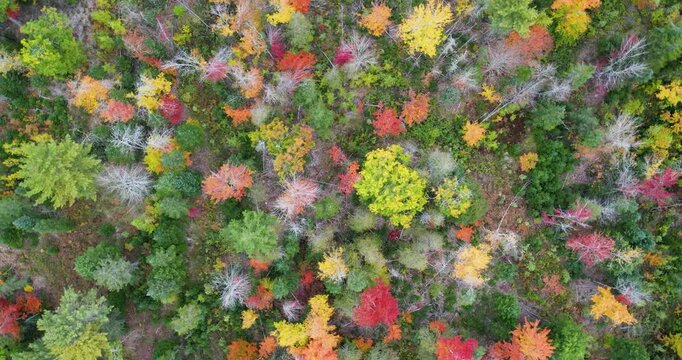 Drone cinematically spinning down on fall foliage in Greenville, Maine.