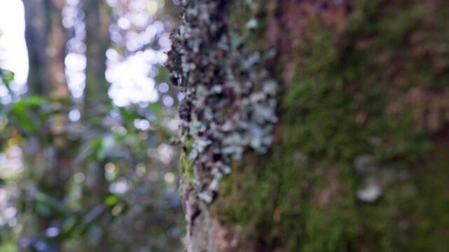 Moss and epiphytic lichen cover the bark of a tree in the humid Afromontane forest of Bwindi Impenetrable National Park, Uganda, showing layered trunk vegetation, close up shot.