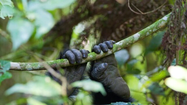 Mountain gorilla hands tightly gripping a moss covered branch amid dense Afromontane vegetation in Bwindi Impenetrable National Park, Uganda, telephoto close up handheld shot.