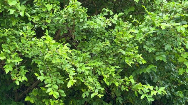 Dense Green Leaves and Foliage Swaying Gently in the Breeze