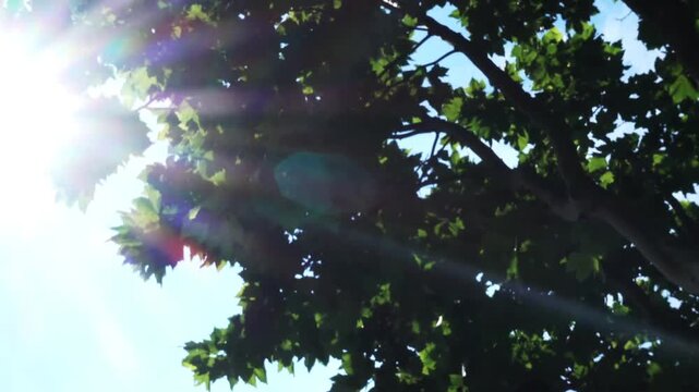 Floating soap bubbles rising against sunlit tree canopy with lens flare and shimmering iridescence