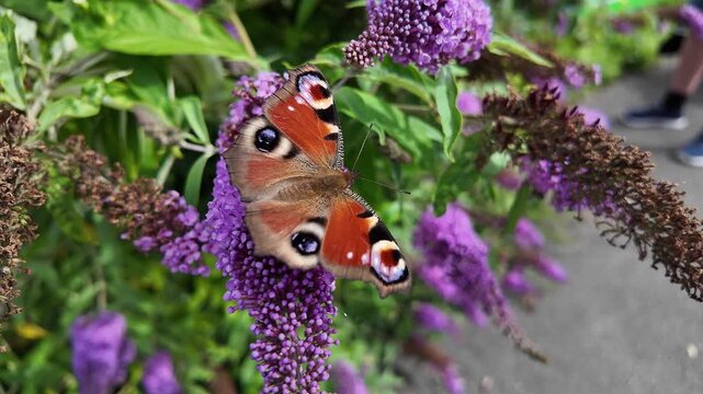 Colorful peacock butterfly pollinating and sucking nectar from a beautiful purple buddleia bush